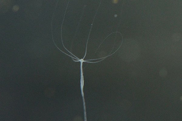 Kraken зеркало даркнет